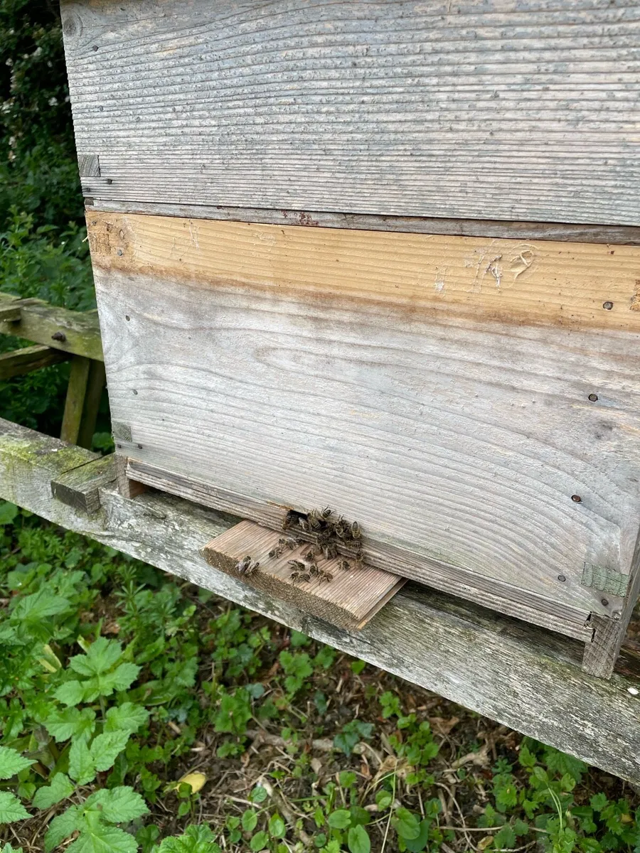 Honey Bees - Image 2