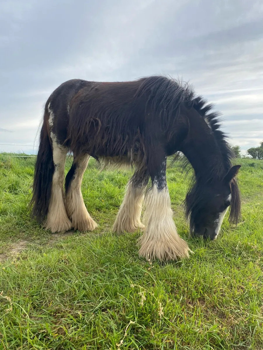 2 year old black splash filly - Image 2