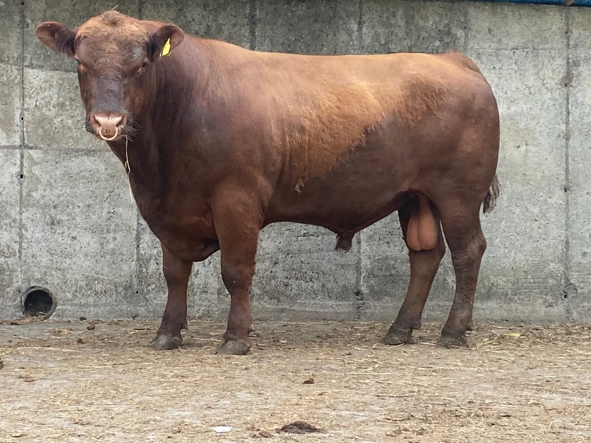 Lisduff Angus Bull - Image 1