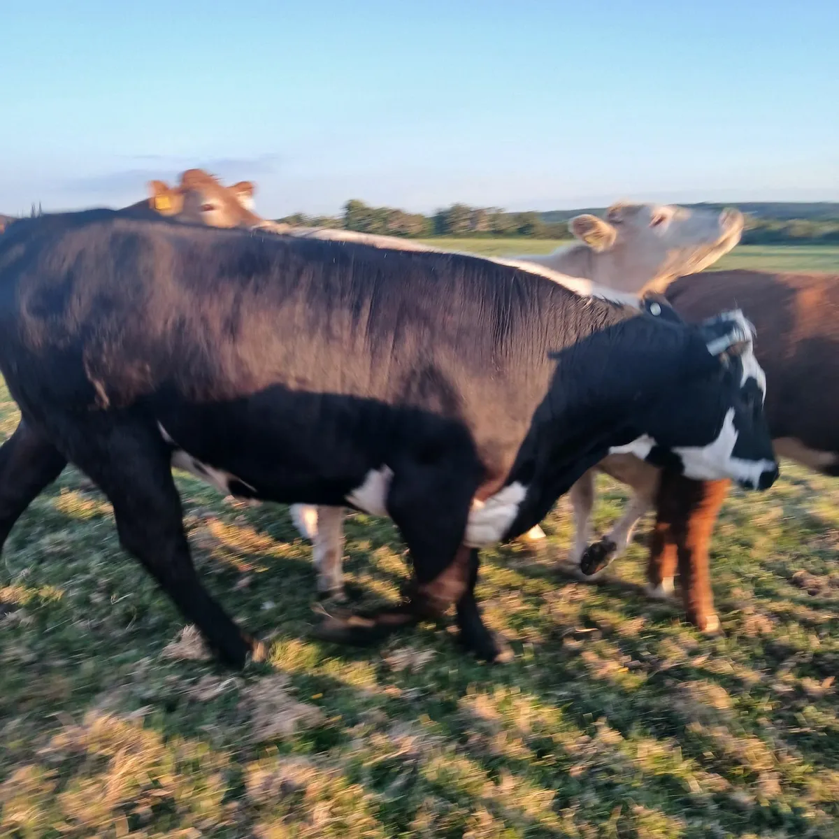 in calf heifers - Image 3