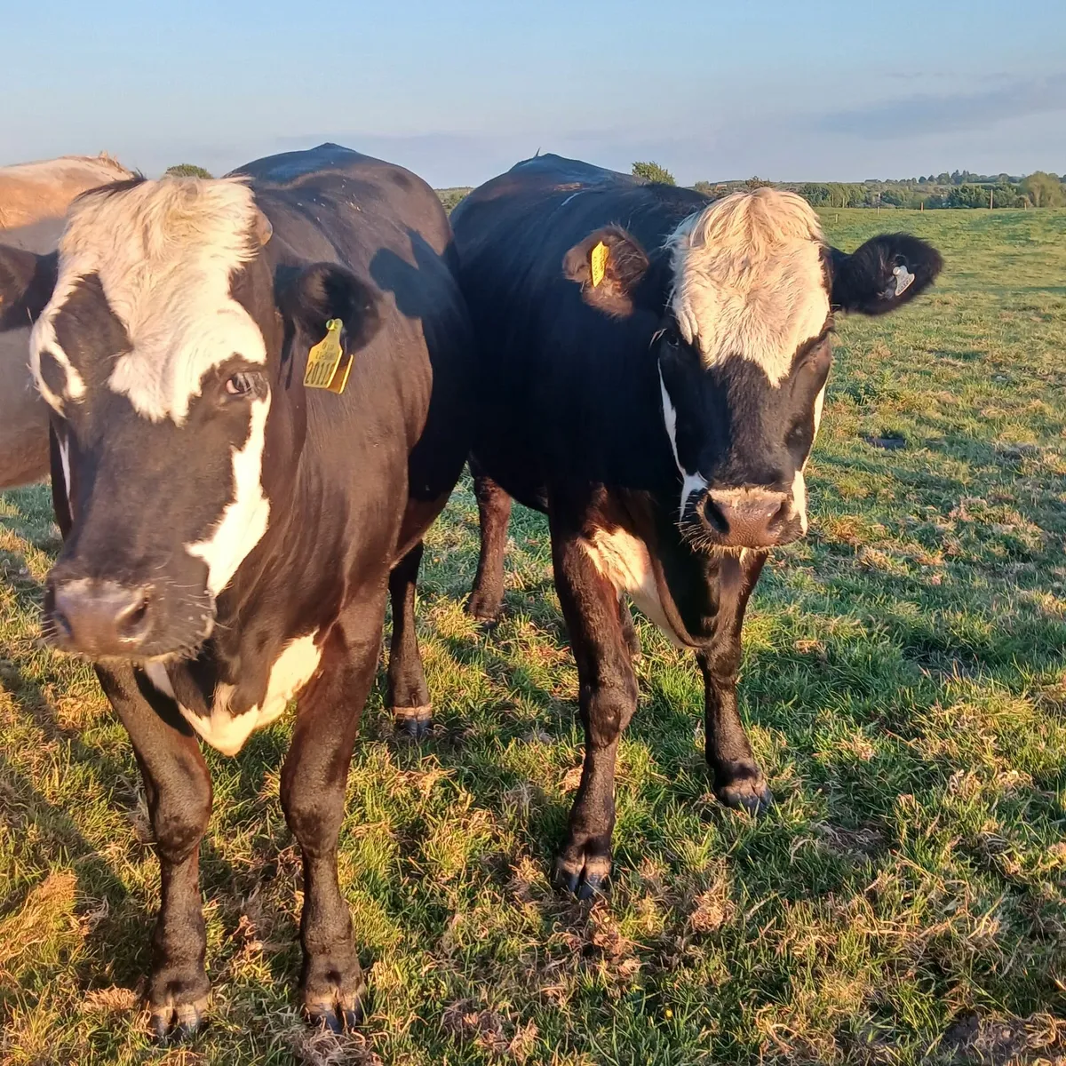 in calf heifers - Image 4