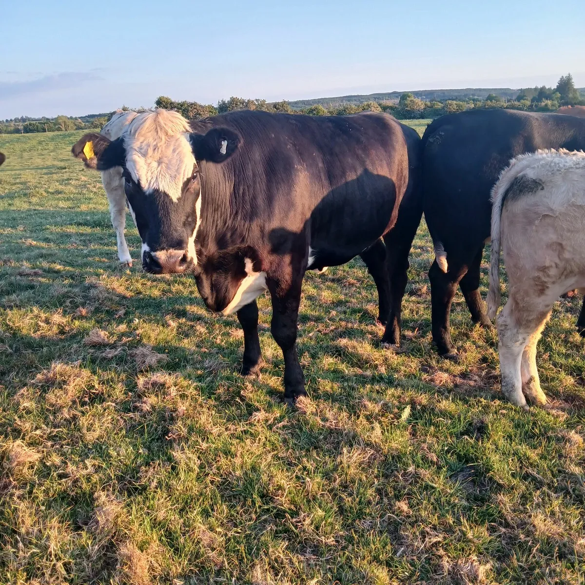 in calf heifers - Image 2