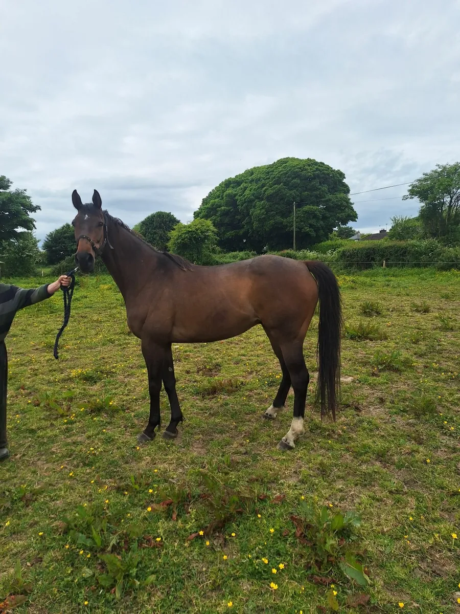 Thoroughbred Horse - Image 2