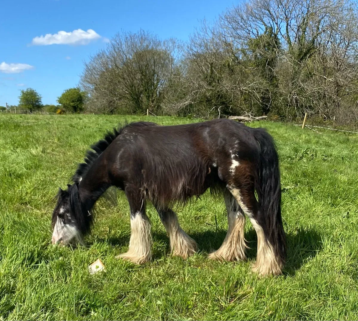 2 year old black splash filly - Image 3
