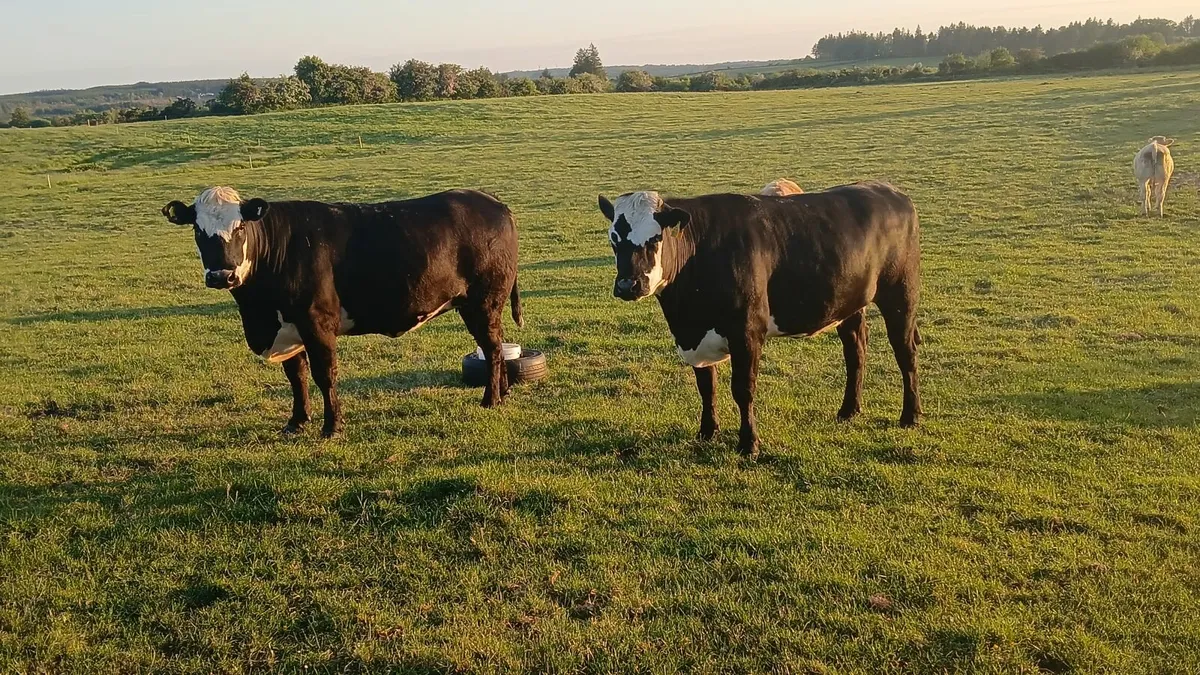 in calf heifers - Image 1