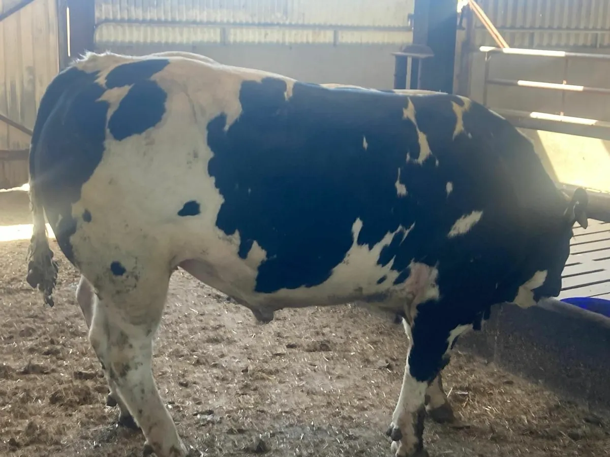 BBX Bull - Image 2