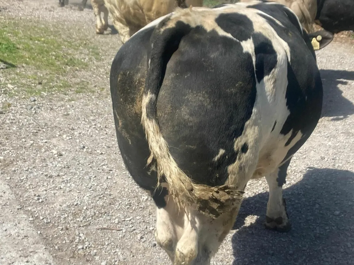 BBX Bull - Image 3