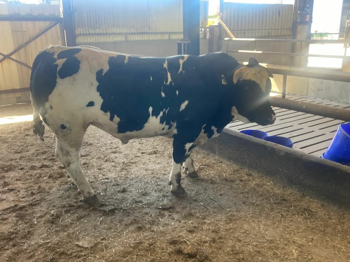 BBX Bull - Image 4