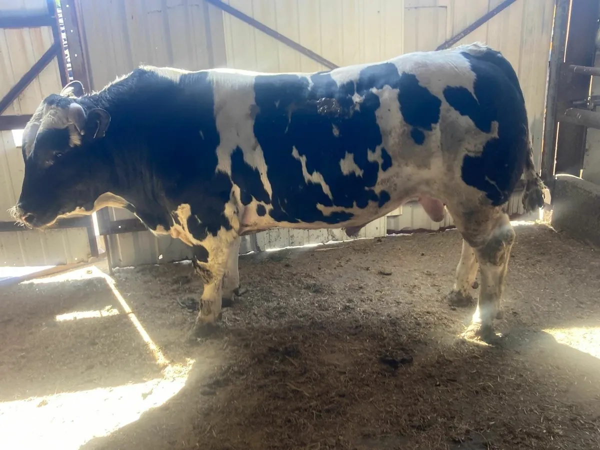BBX Bull - Image 1