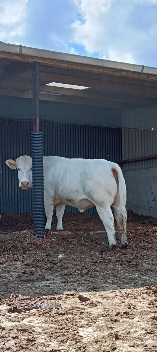 ⭐PBR Charolais Heifers⭐ - Image 1