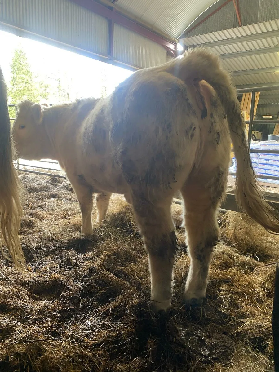⭐PBR Charolais Heifers⭐ - Image 2