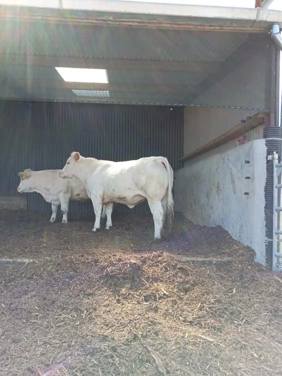 ⭐PBR Charolais Heifers⭐ - Image 3