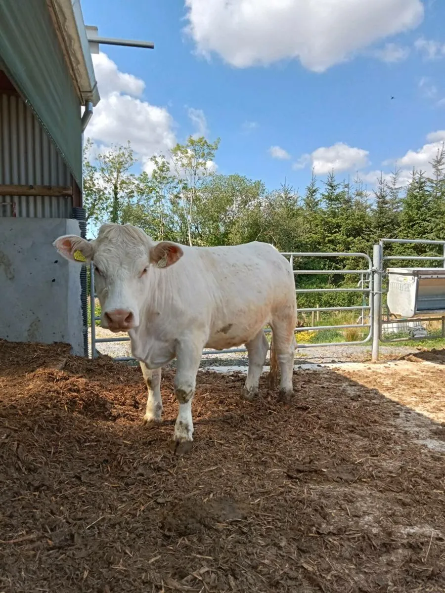 ⭐PBR Charolais Heifers⭐ - Image 4