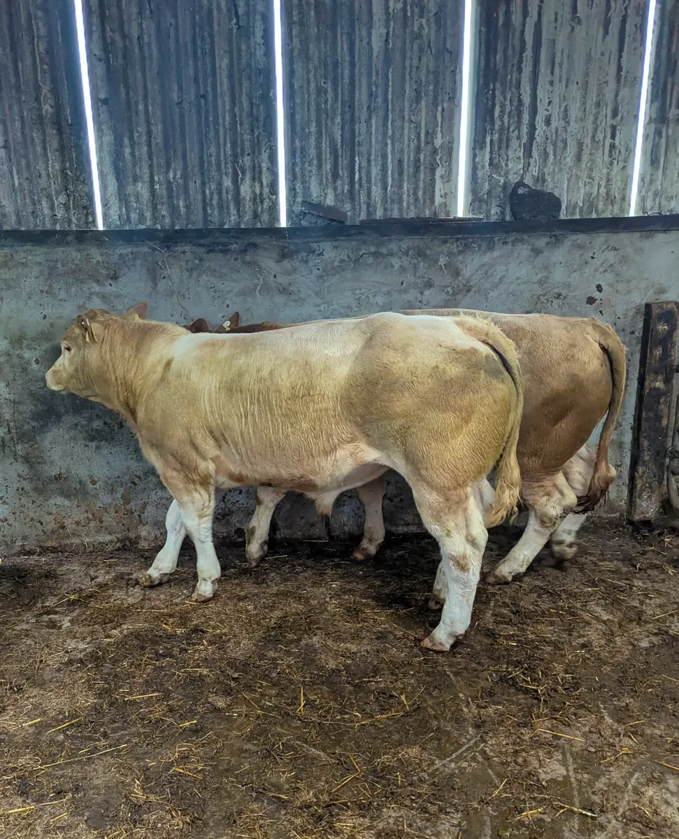Charolais X Weanling Bull - Image 2