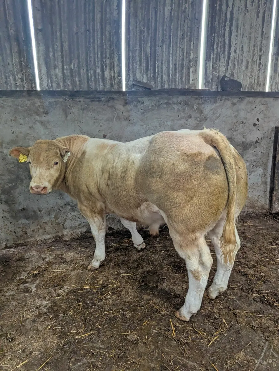 Charolais X Weanling Bull - Image 3