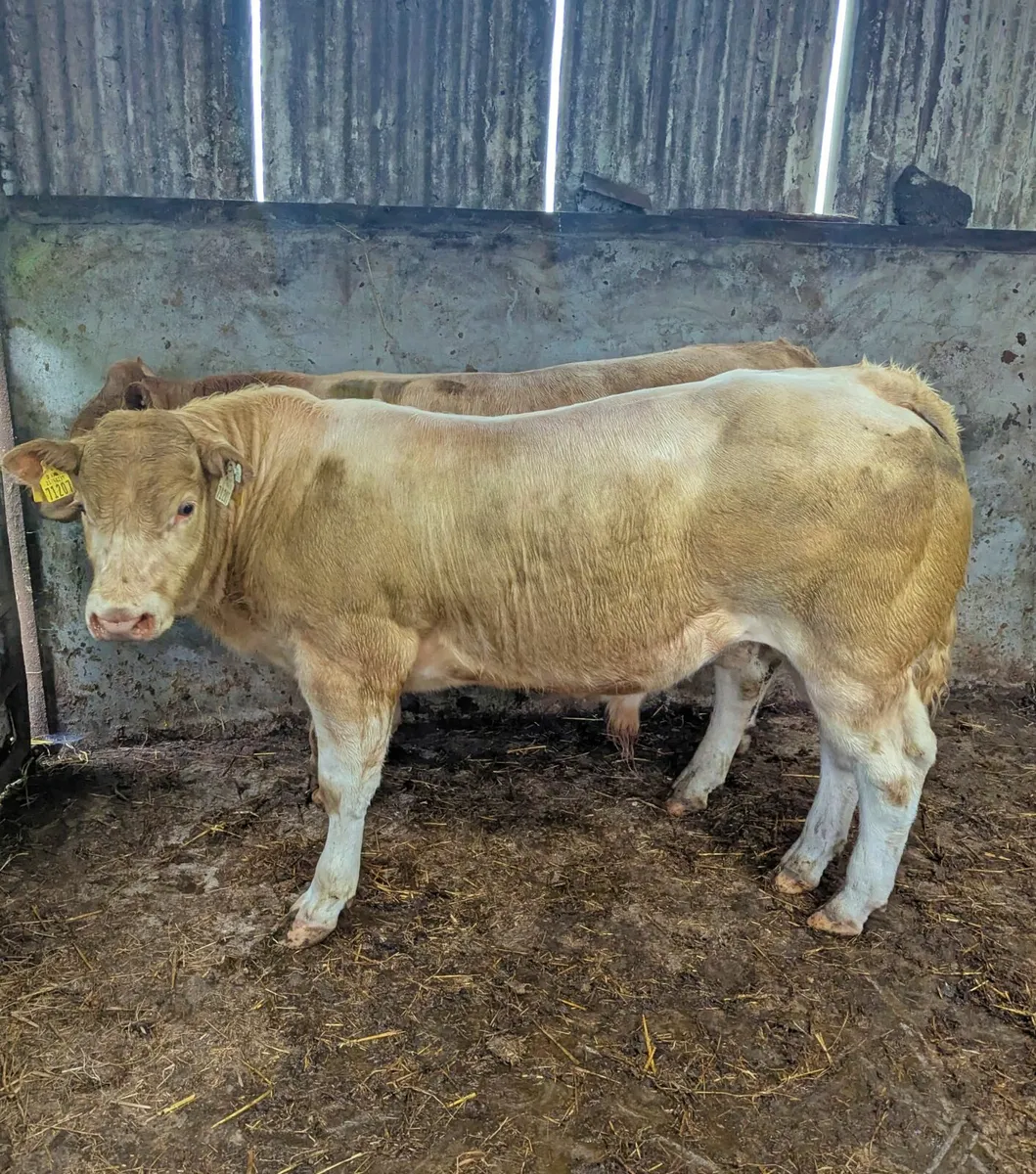 Charolais X Weanling Bull - Image 4