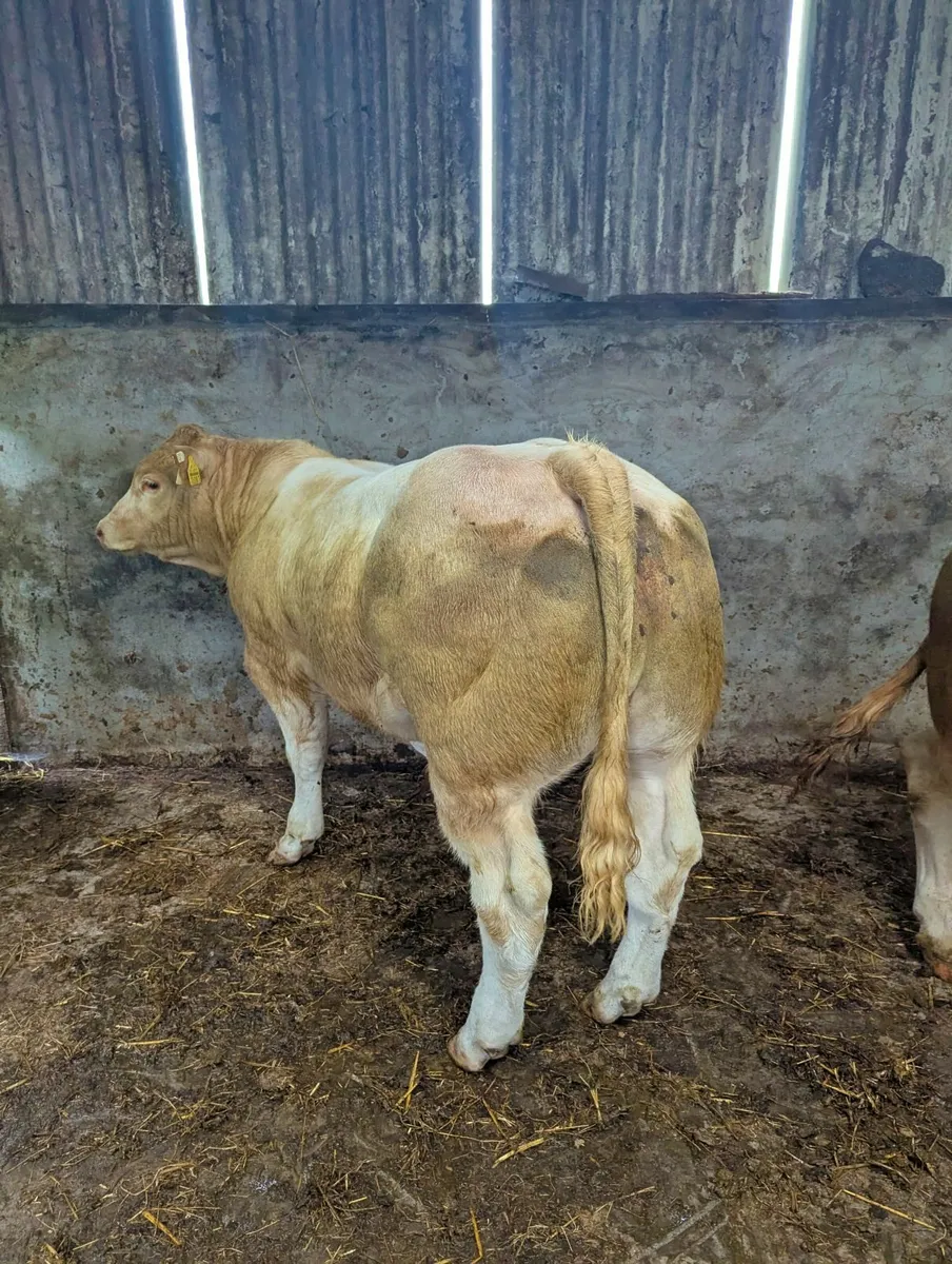 Charolais X Weanling Bull - Image 1