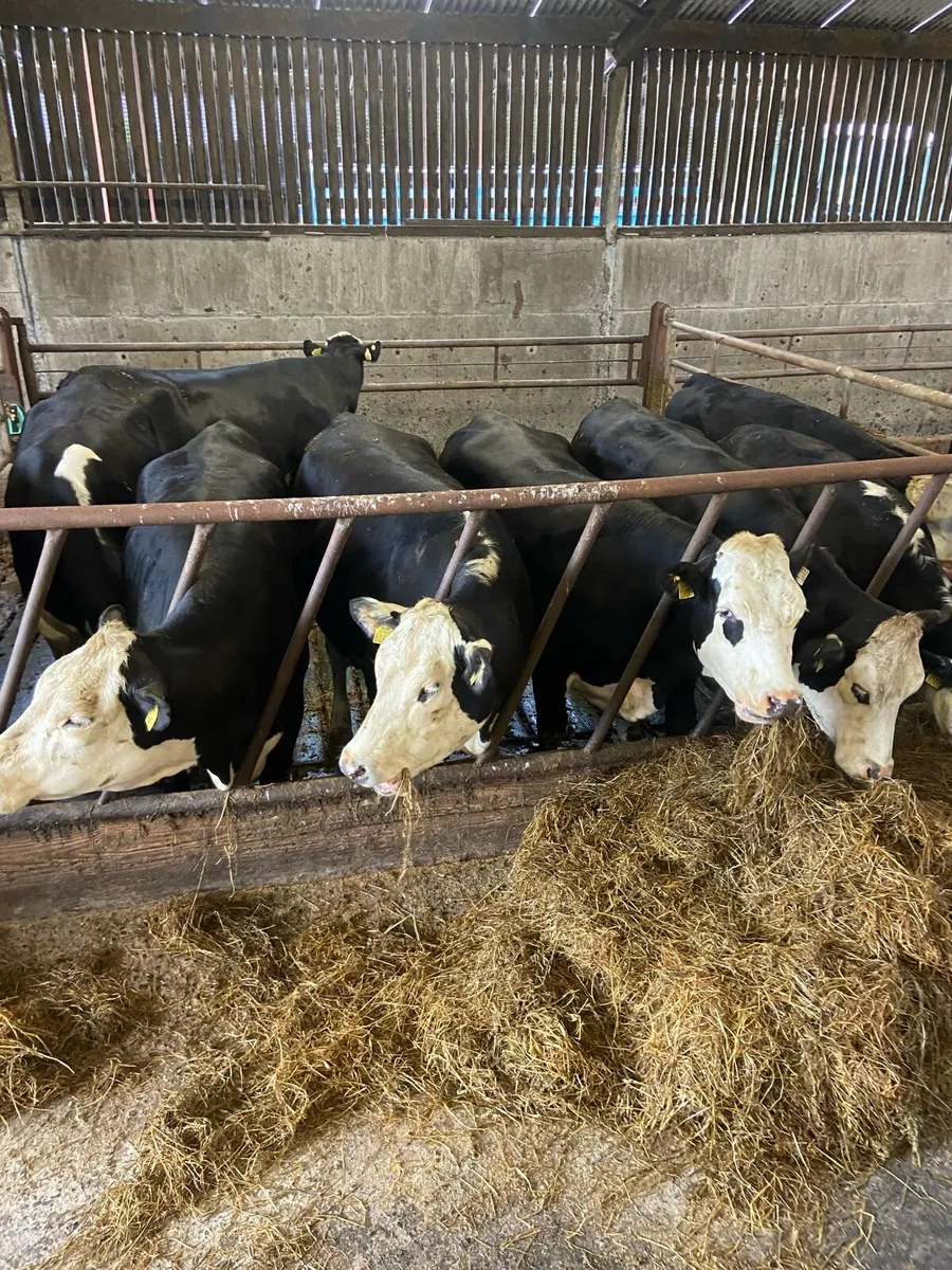 Beef Heifers - Image 1