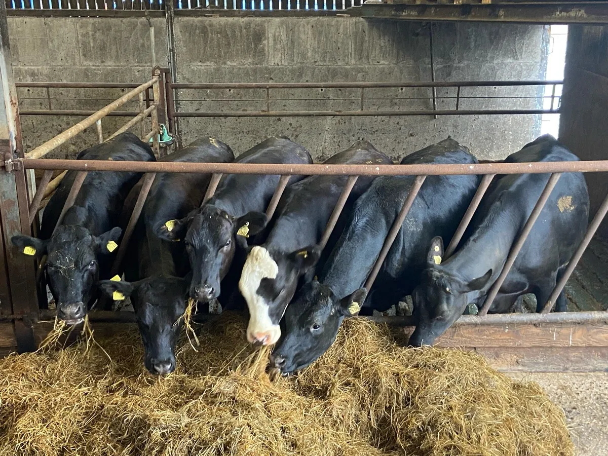 Beef Heifers - Image 2