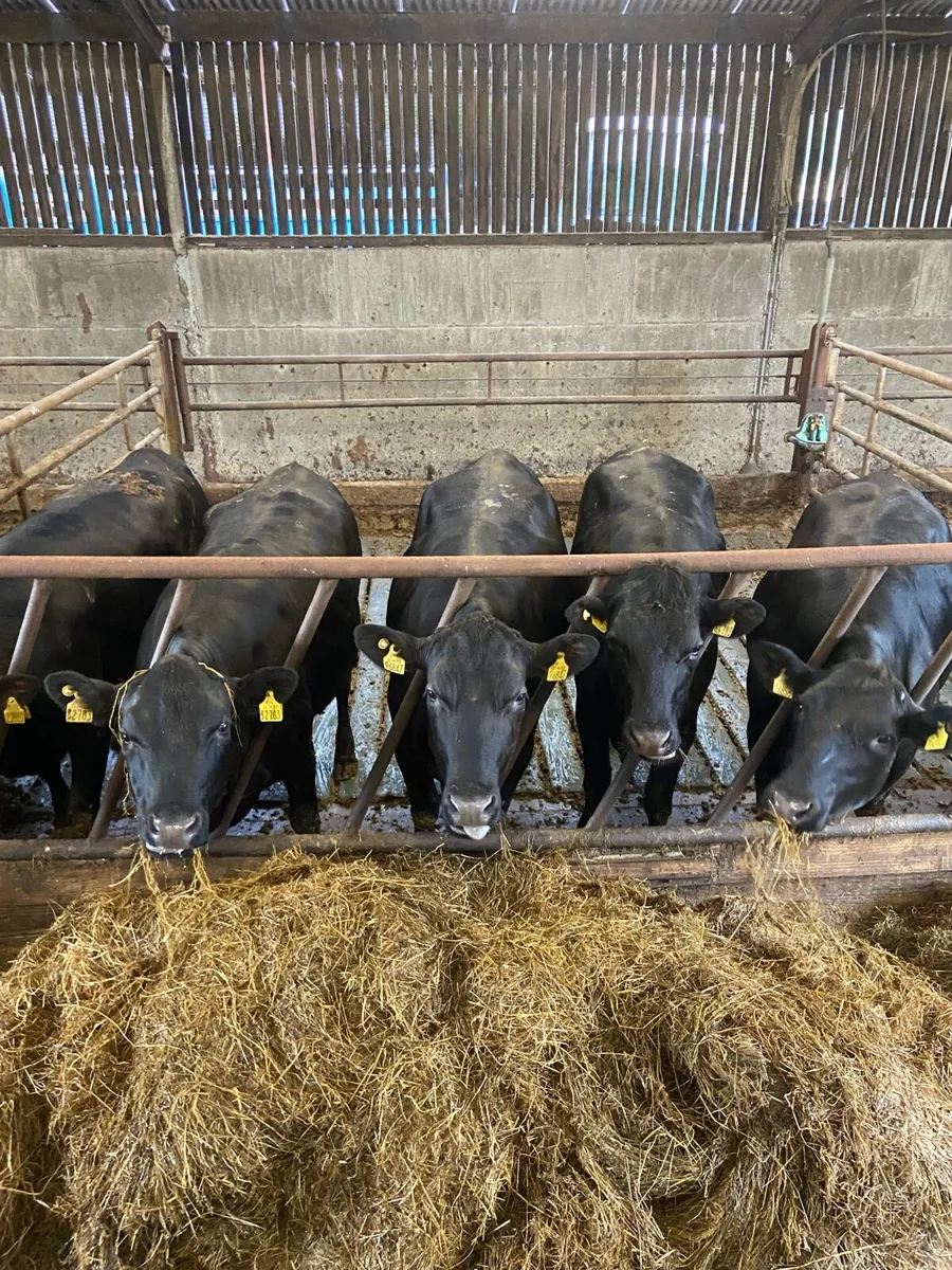 Beef Heifers - Image 3