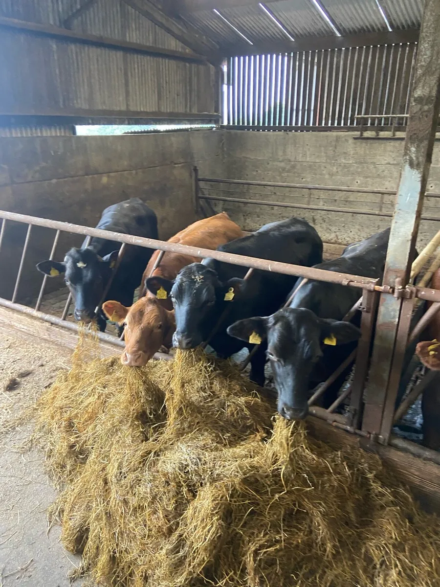 Beef Heifers - Image 4