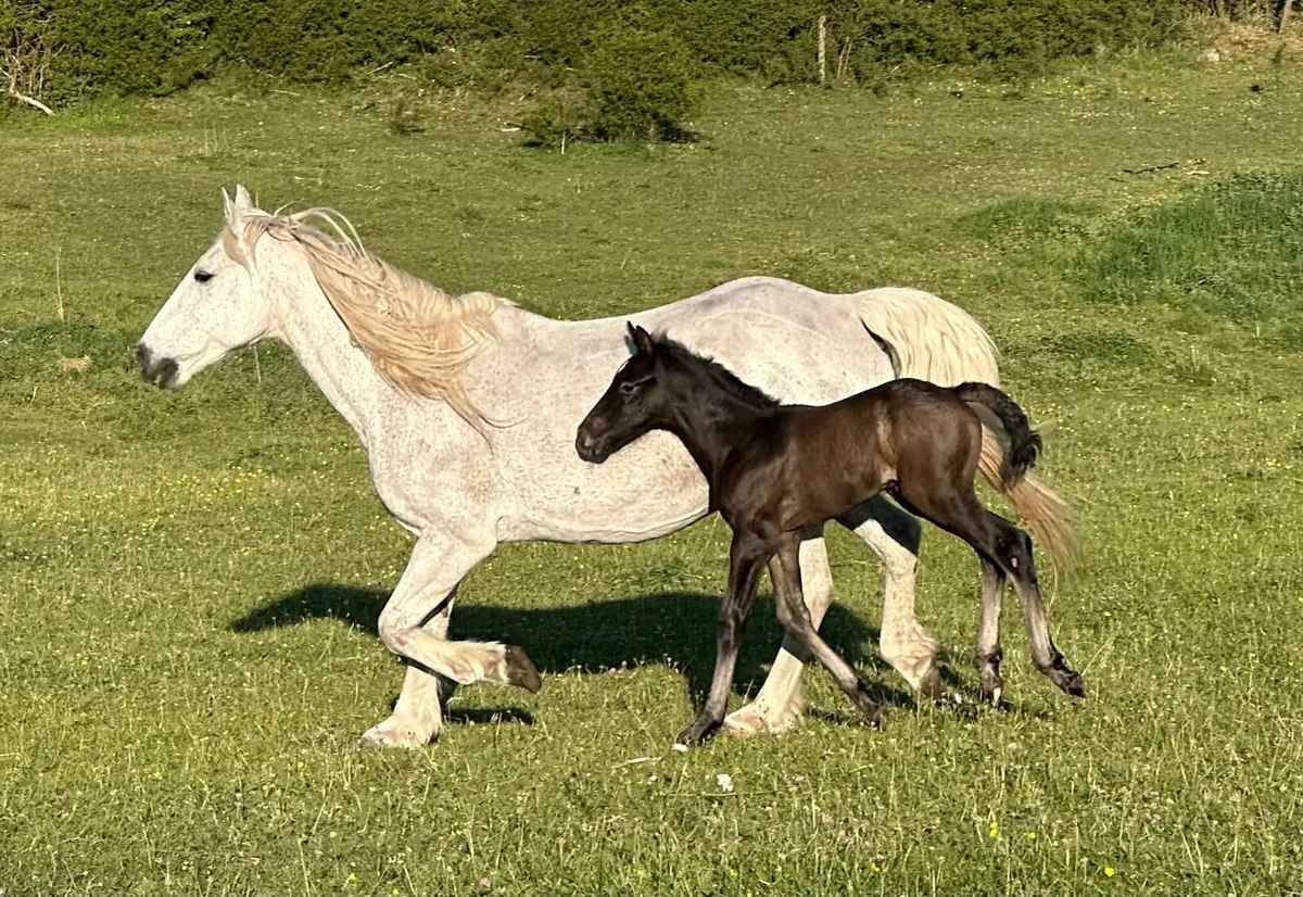 Sport horse mare and foal, plus yearling filly - Image 1