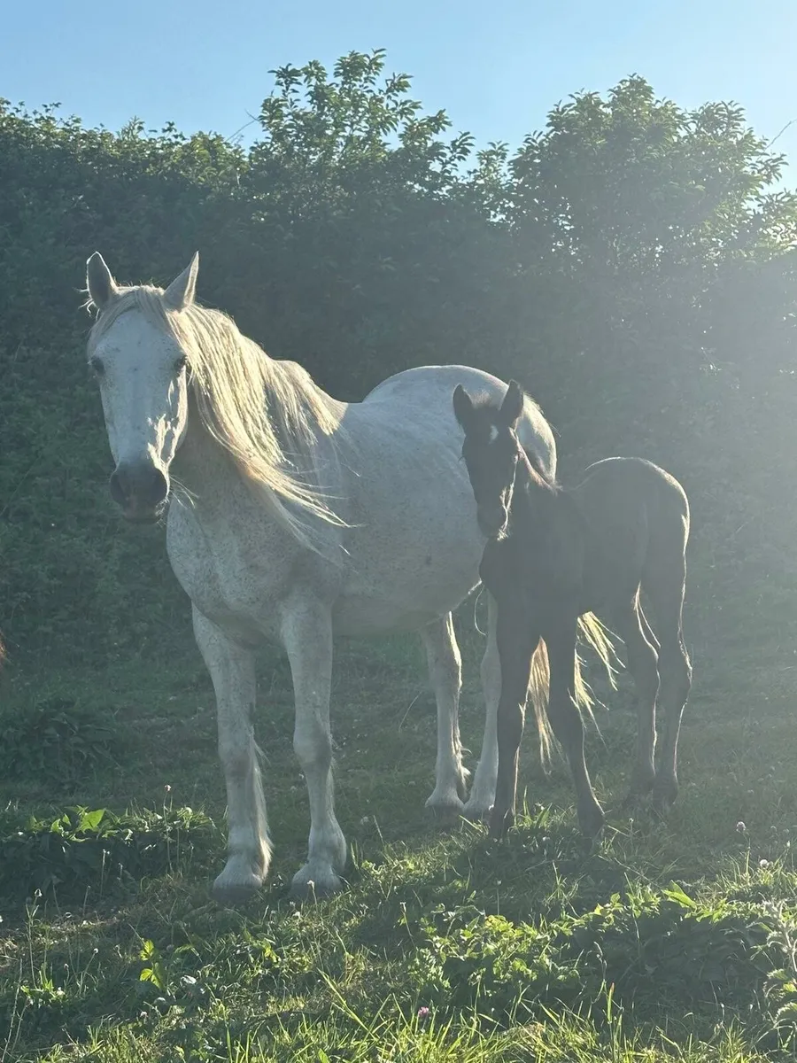 Sport horse mare and foal, plus yearling filly - Image 3