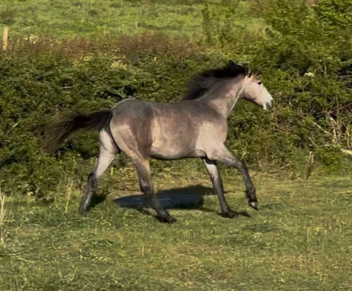 Sport horse mare and foal, plus yearling filly - Image 4
