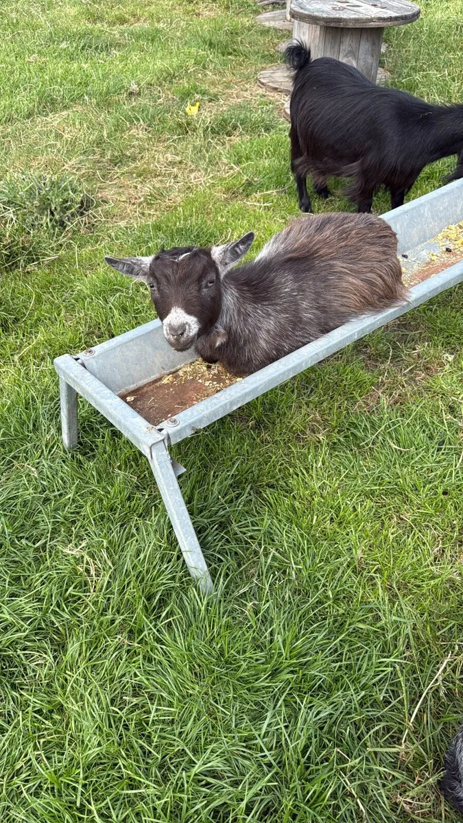 3  female chocolate colour Pygmys for sale - Image 3