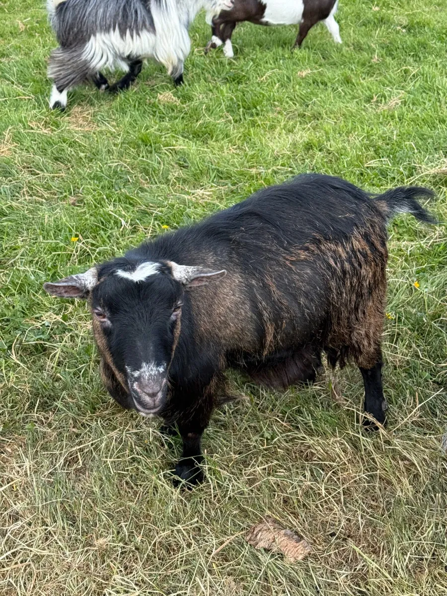 3  female chocolate colour Pygmys for sale - Image 4