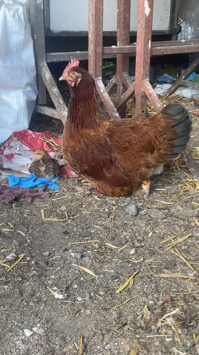Hen and chicks