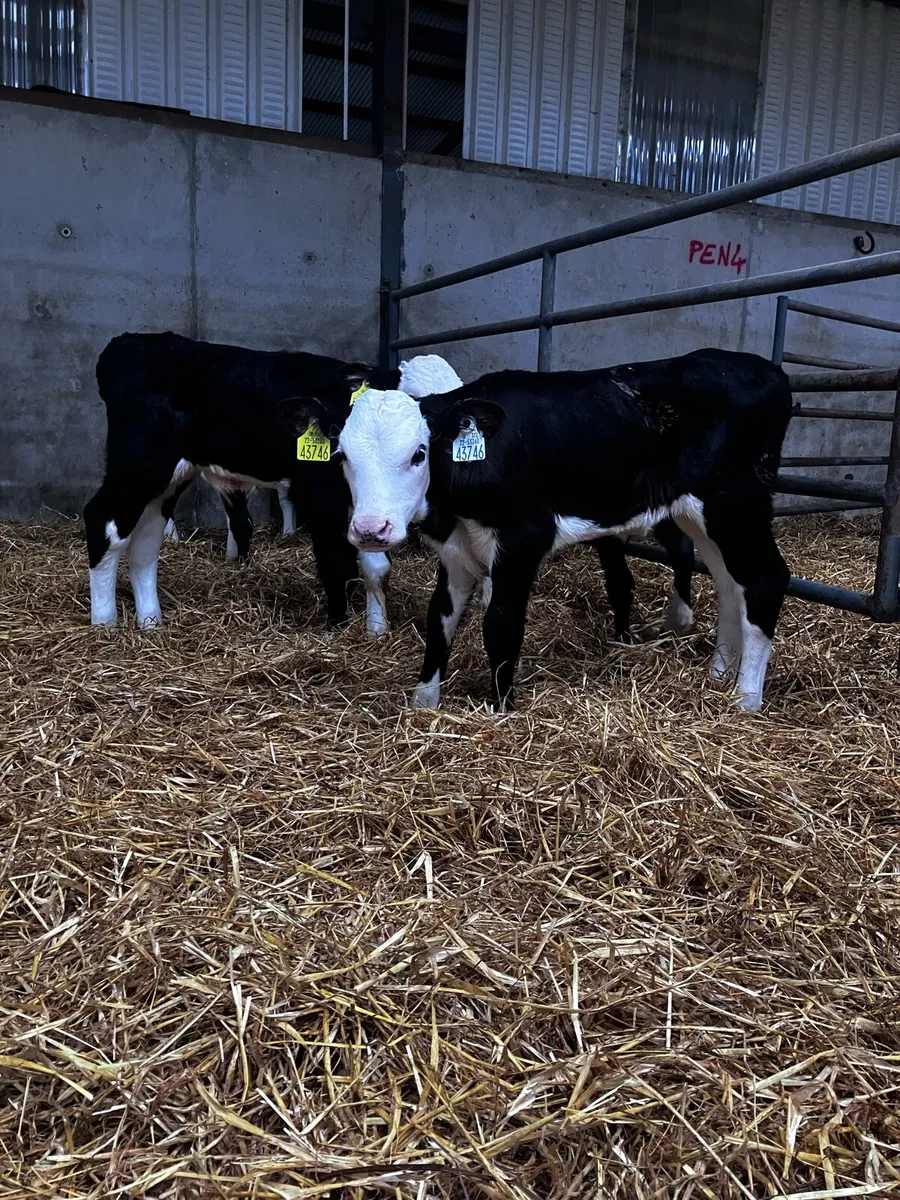 Calves - Image 1
