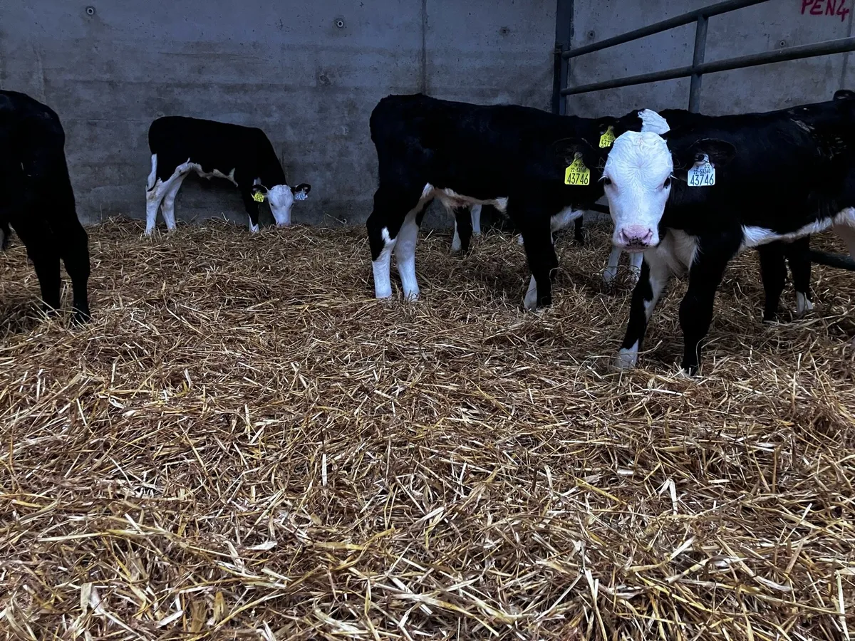 Calves - Image 2