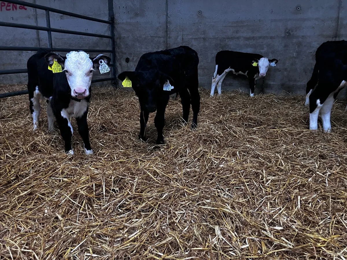 Calves - Image 3