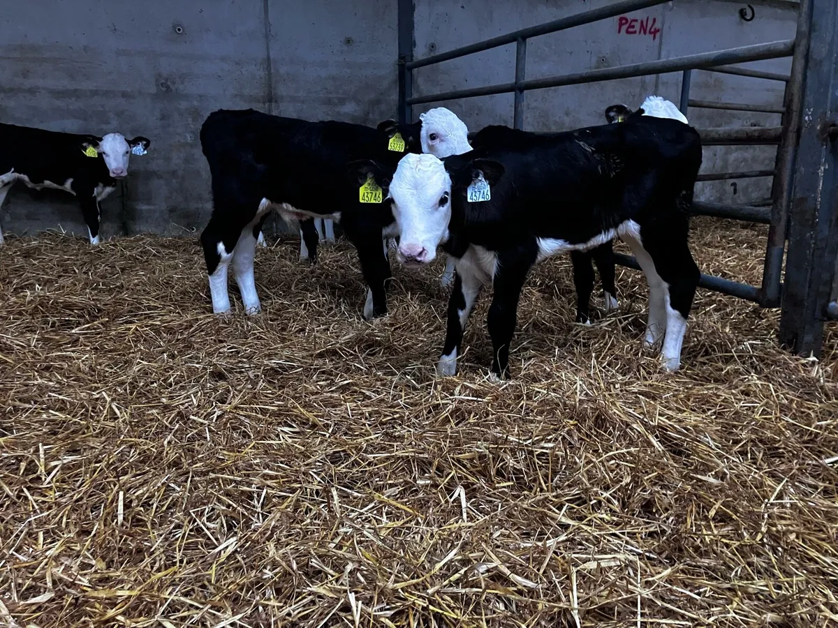 Calves - Image 4