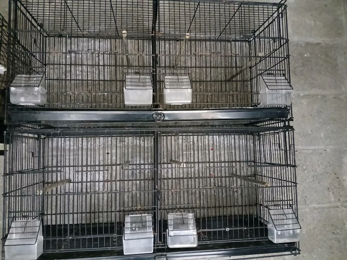 Budgie double breeding cages - Image 1