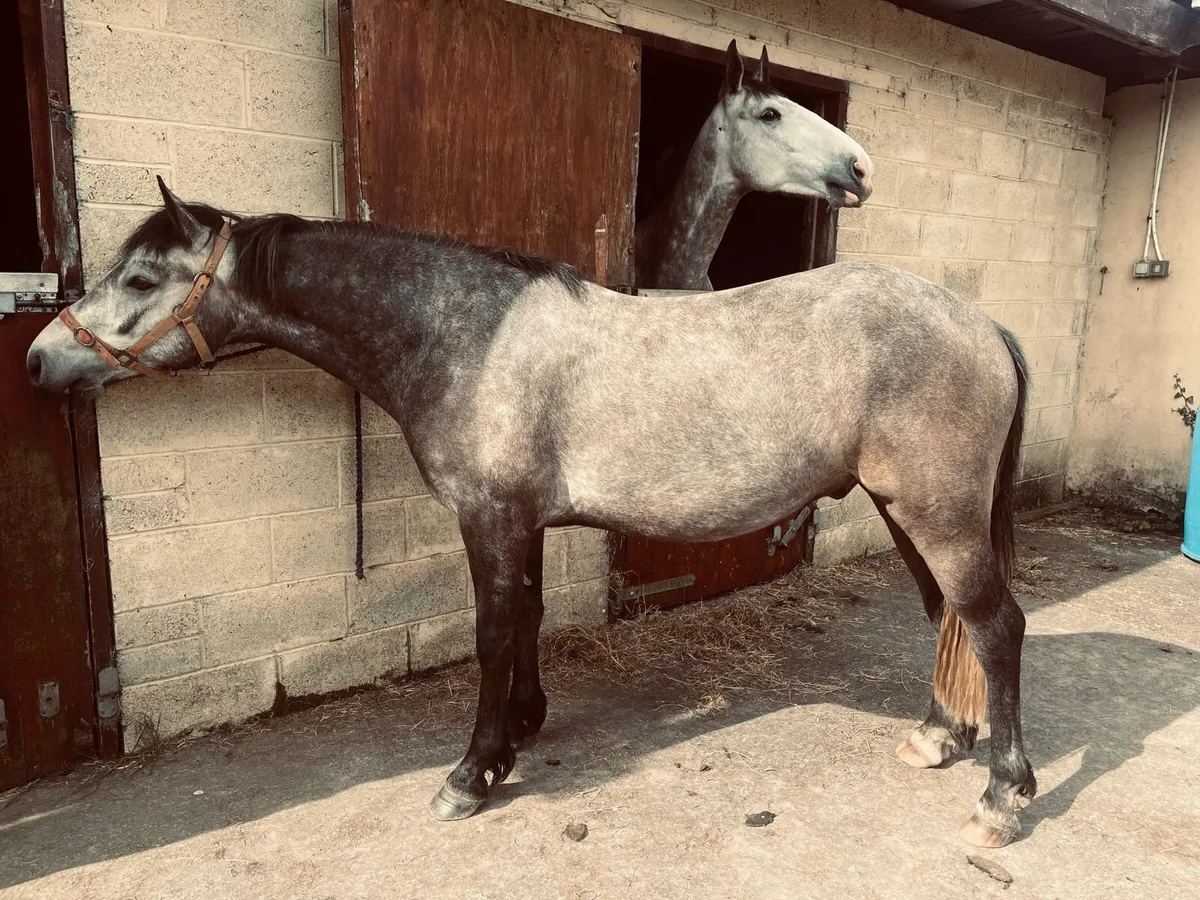 Connemara Pony - Image 1