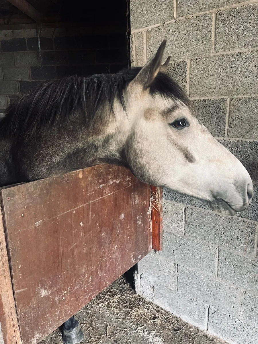 Connemara Pony - Image 2