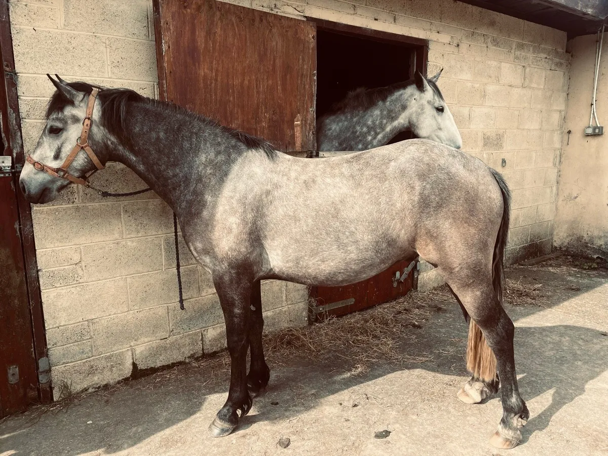 Connemara Pony - Image 3