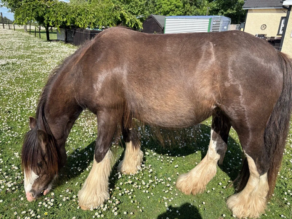 2 Cob Horses for sale - Image 1