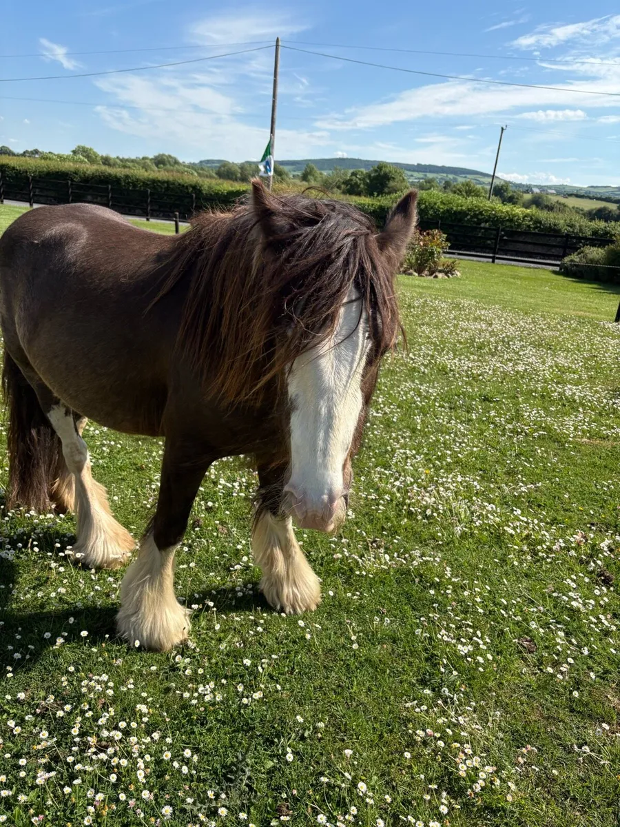 2 Cob Horses for sale - Image 2