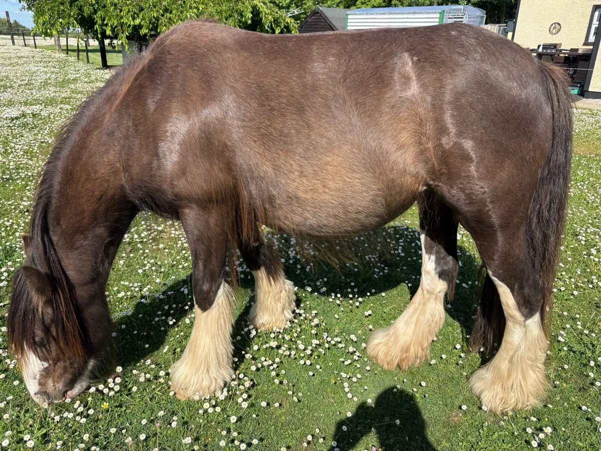 2 Cob Horses for sale - Image 3