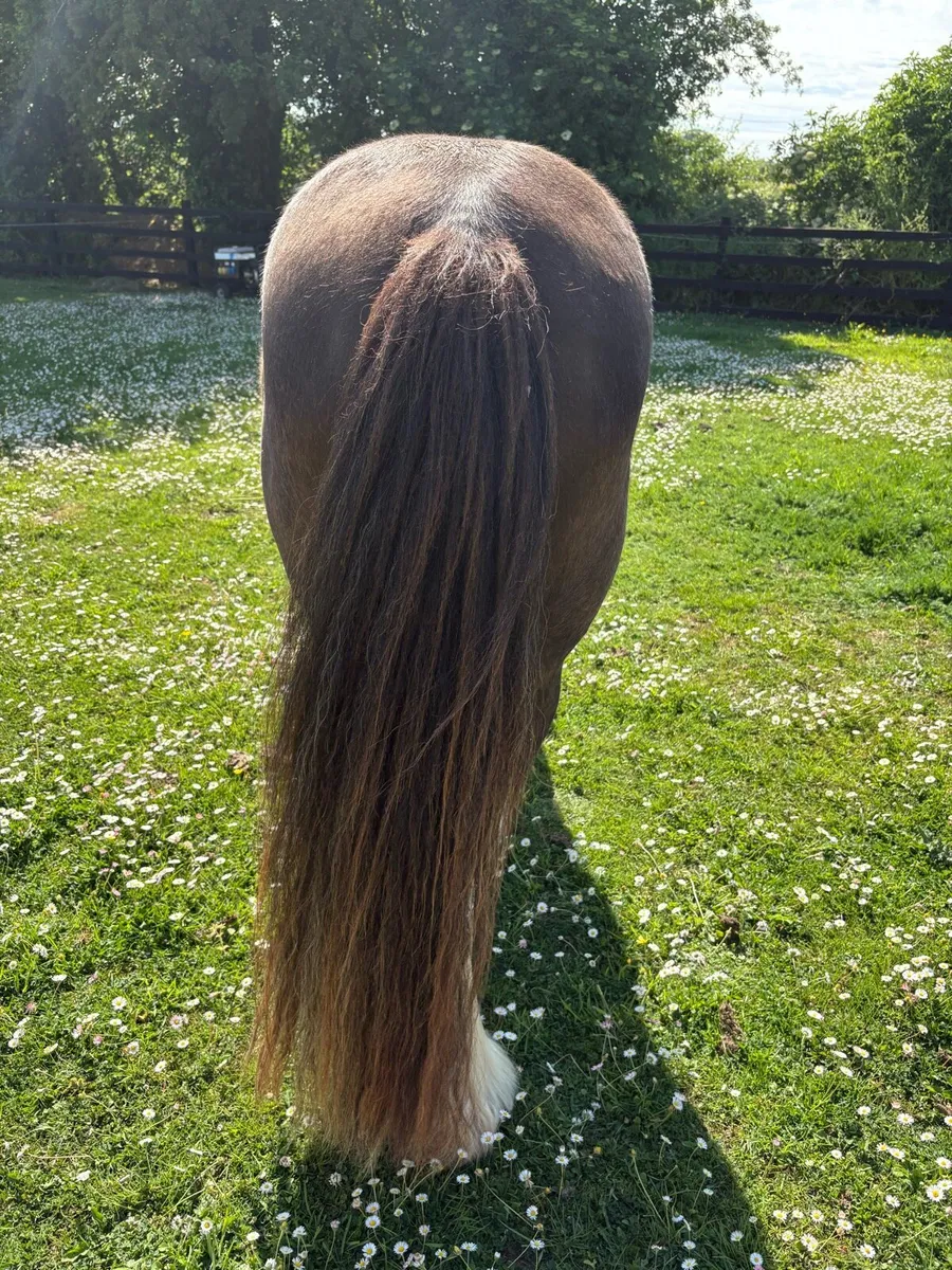 2 Cob Horses for sale - Image 4