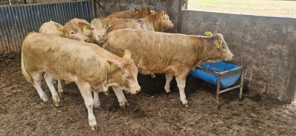 7 Charolais X Weanling Heifers - Image 2