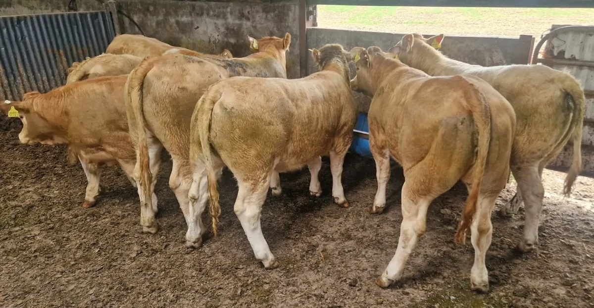 7 Charolais X Weanling Heifers - Image 1