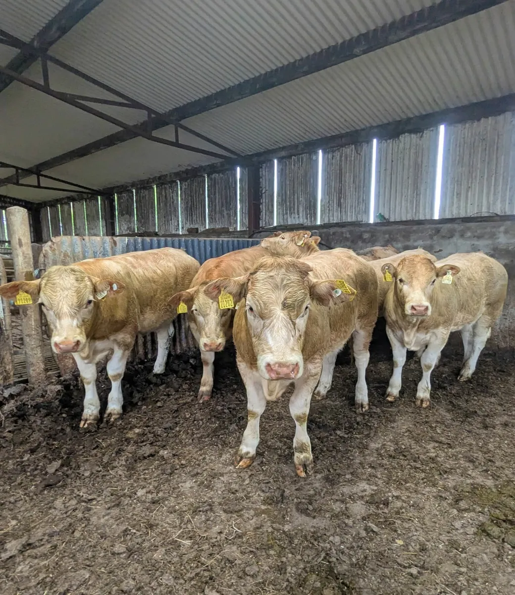 7 Charolais X Weanling Heifers - Image 3