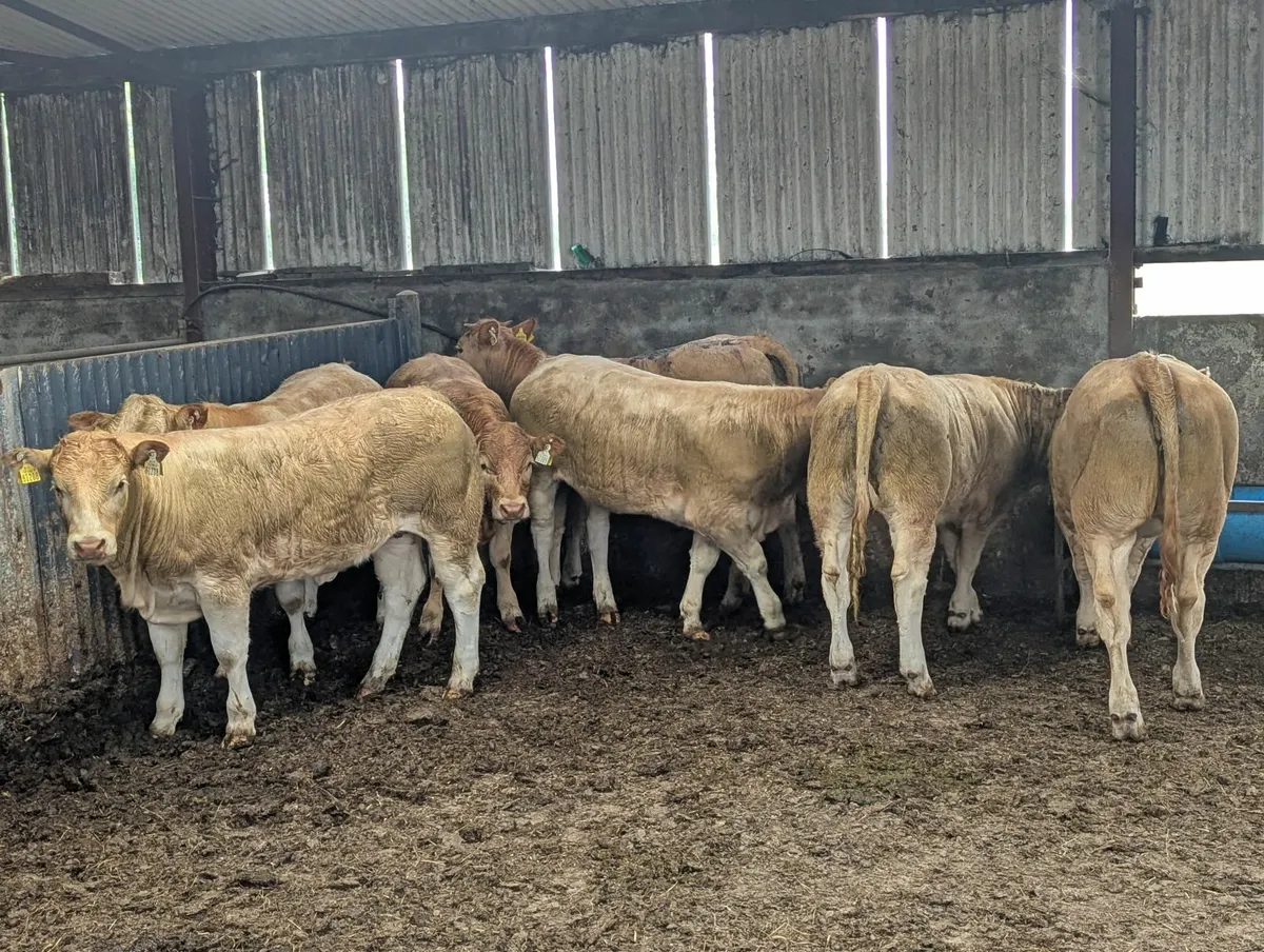 7 Charolais X Weanling Heifers - Image 4