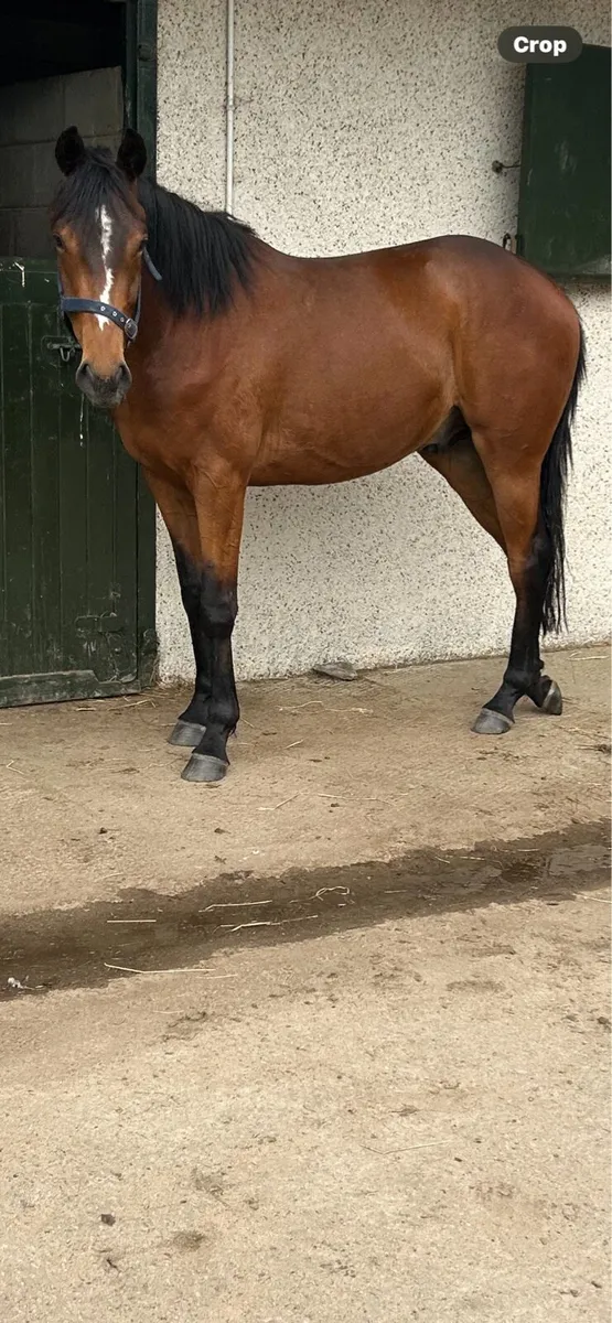 TB Gelding - Image 1