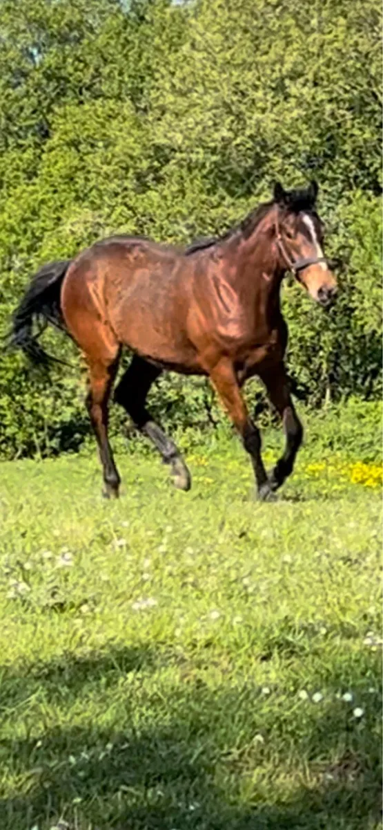 TB Gelding - Image 2
