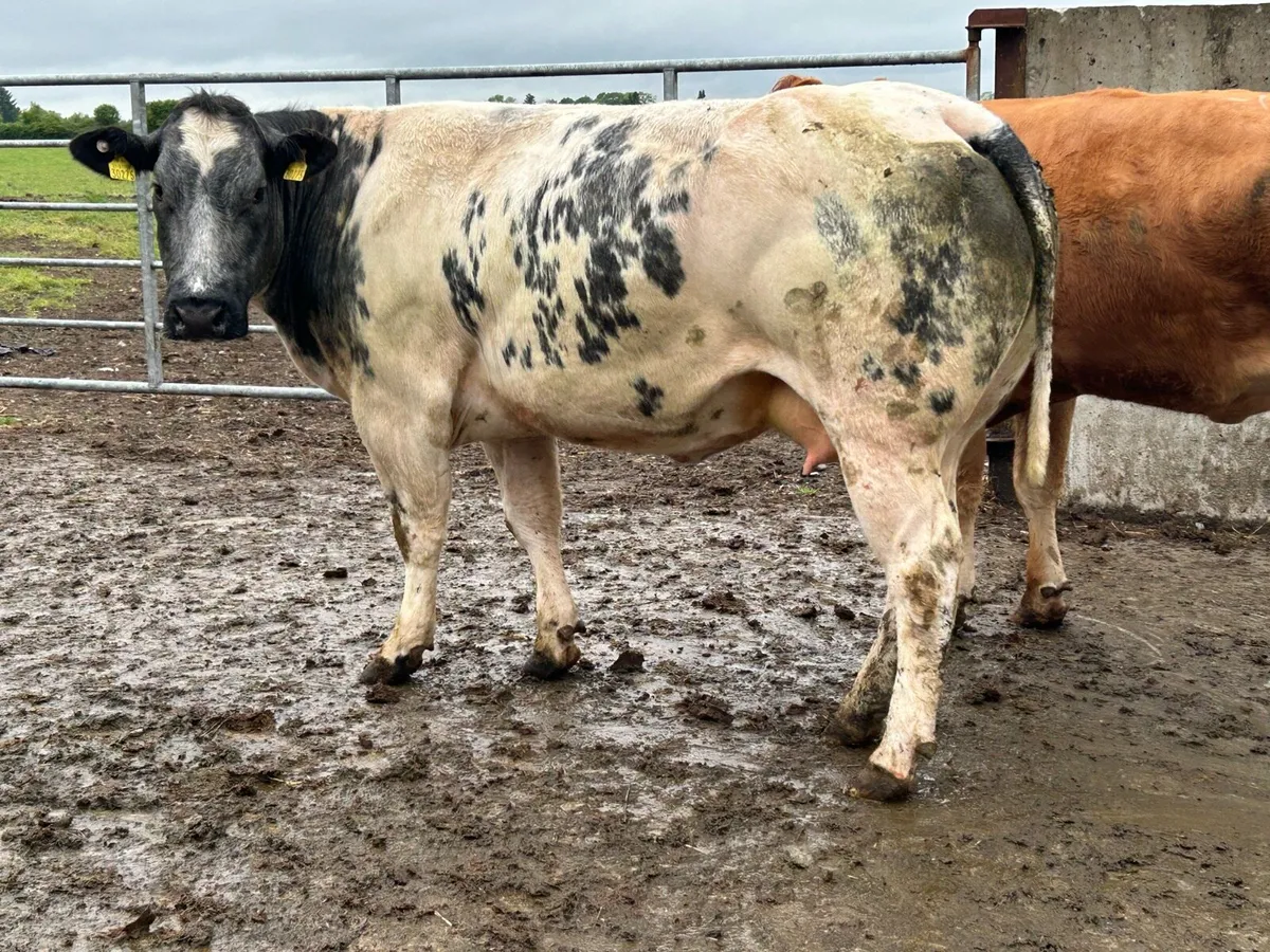 super u grade blue cow and caif - Image 3